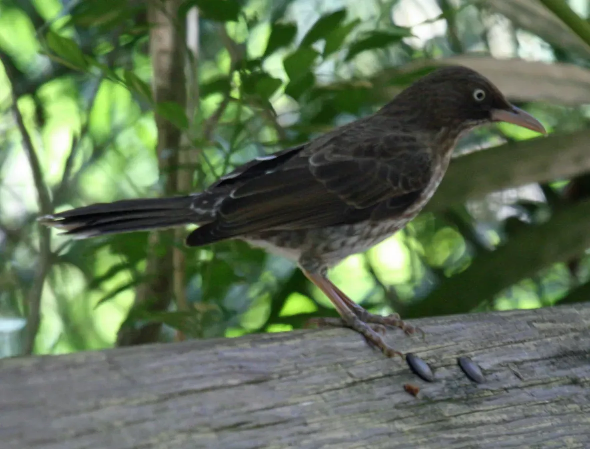 File:Pearly-eyed Thrasher (Margarops fuscatus) RWD4.jpg