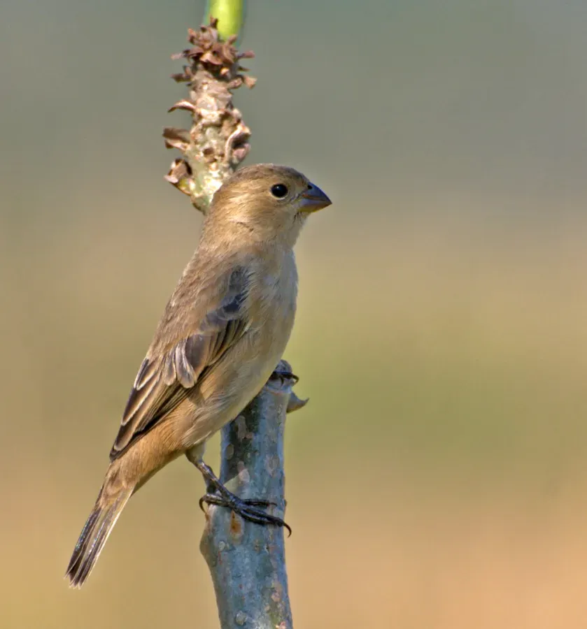 File:Sporophila bouvreuil -Mogi das Cruzes, Sao Paulo, Brasil-8.jpg