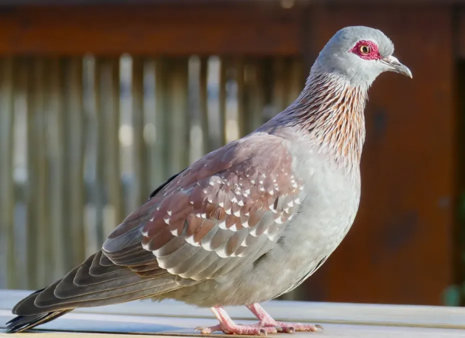 File:Speckled Pigeon (Columba guinea) (51607709638).jpg