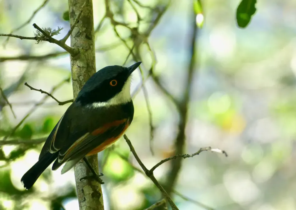 File:Cape Batis (Batis capensis) male ... (51602302627).jpg