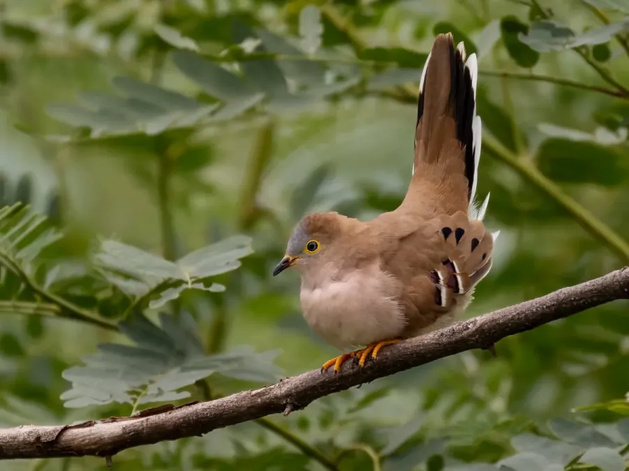File:Uropelia campestris - Long-tailed Ground Dove; Corumbá, Mato Grosso do Sul, Brazil.jpg