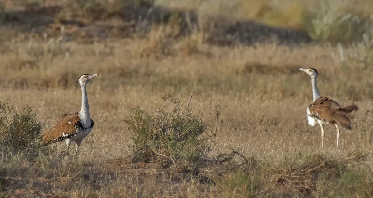 File:The Great Indian Bustard (Ardeotis nigriceps).jpg