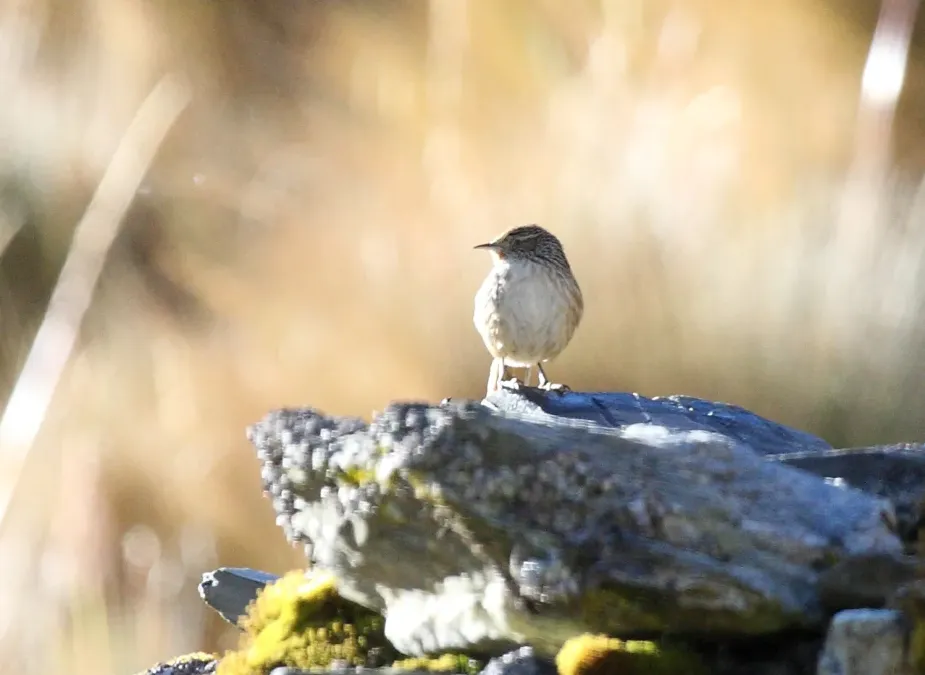 File:Asthenes virgata Peru cropped.jpg