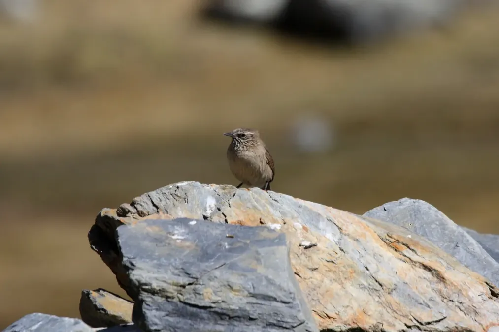 File:Asthenes humilis Peru 2.jpg