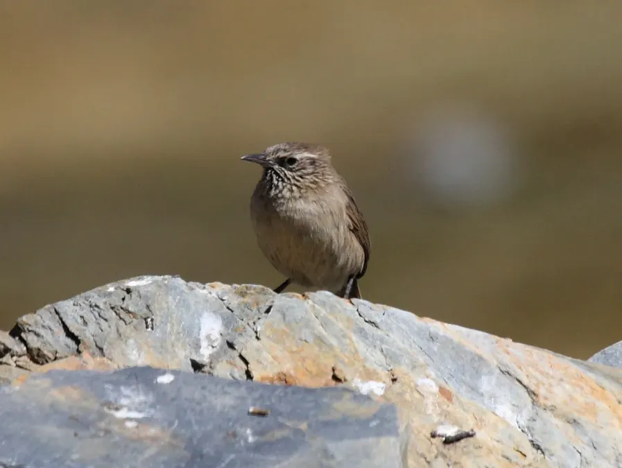 File:Asthenes humilis Peru 2 cropped.jpg