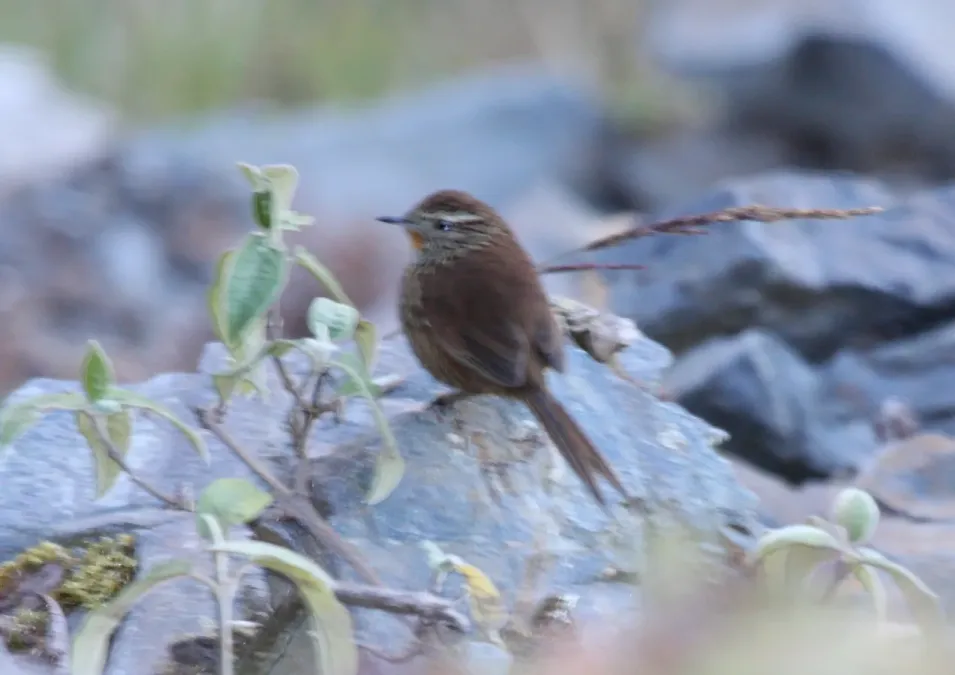 File:Asthenes urubambensis Peru.jpg