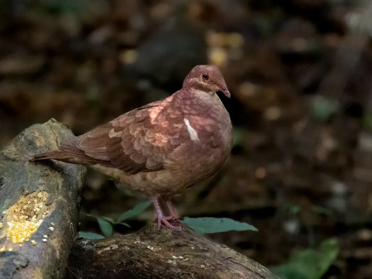 File:Geotrygon montana - Ruddy Quail-Dove, Tremembé, São Paulo, Brazil.jpg