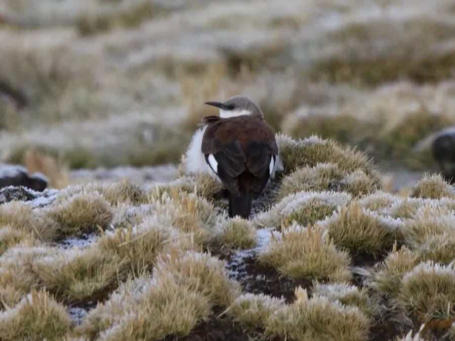 File:Cinclodes palliatus Peru.jpg