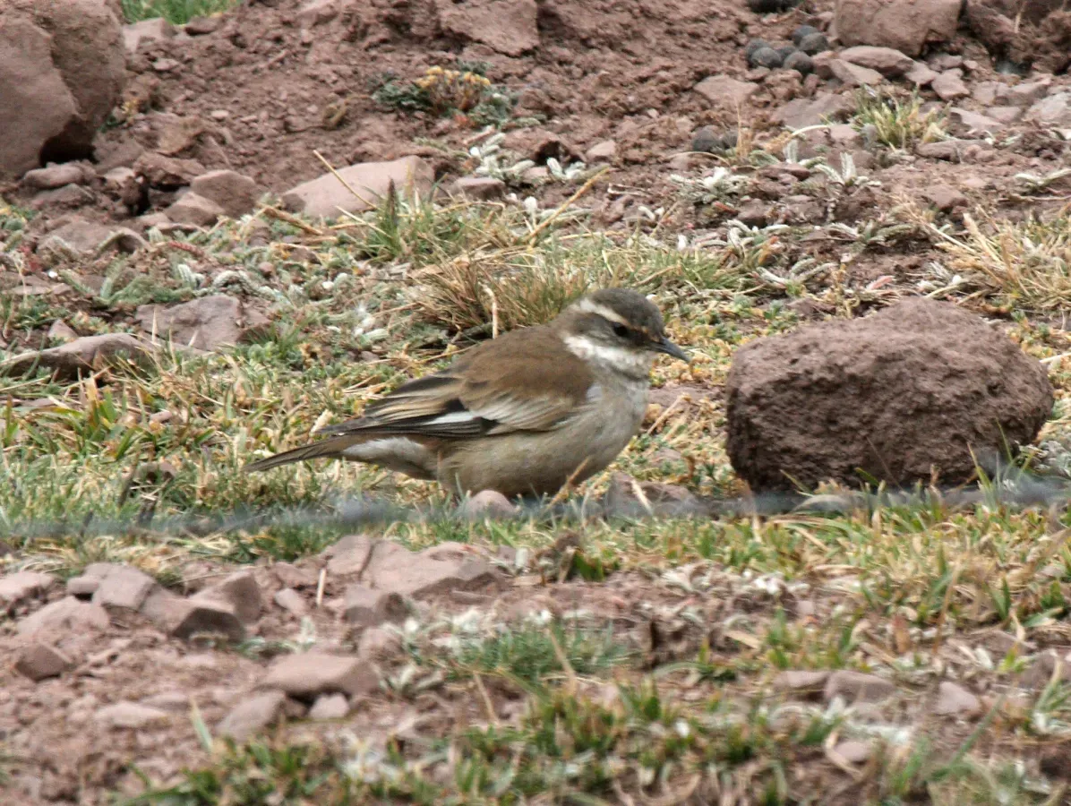 File:Cinclodes fuscus Peru.jpg