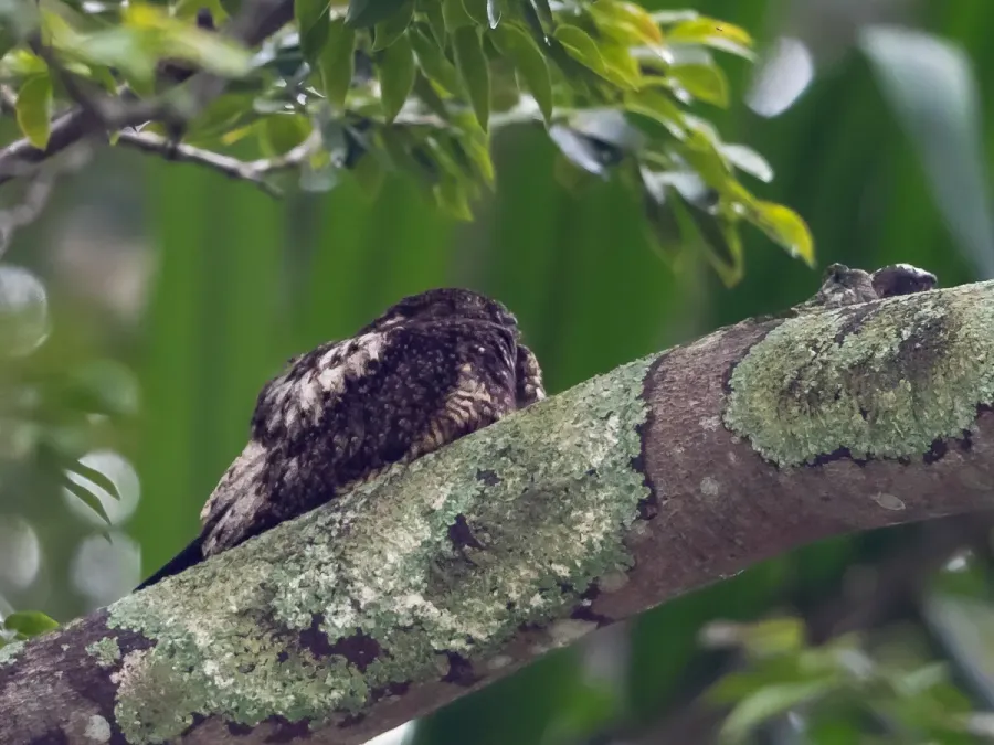 File:Lurocalis semitorquatus - Short-tailed Nighthawk; Botanic Garden, São Paulo, Brazil.jpg