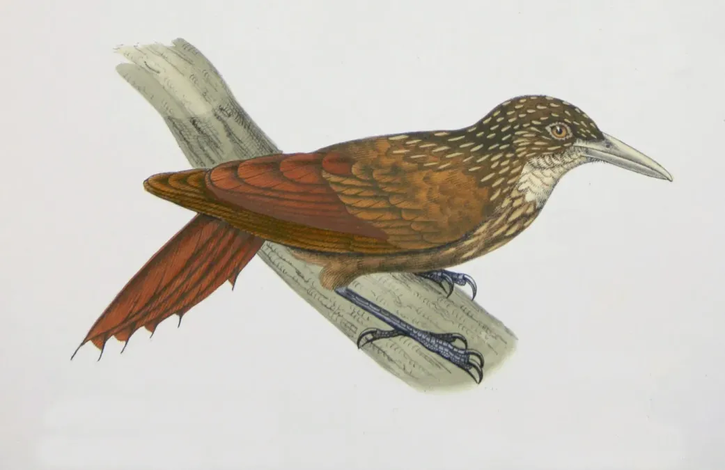 File:Xiphorhynchus obsoletus Castelnau.jpg