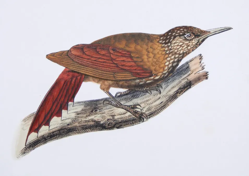 File:Dendroplex kienerii Castelnau.jpg