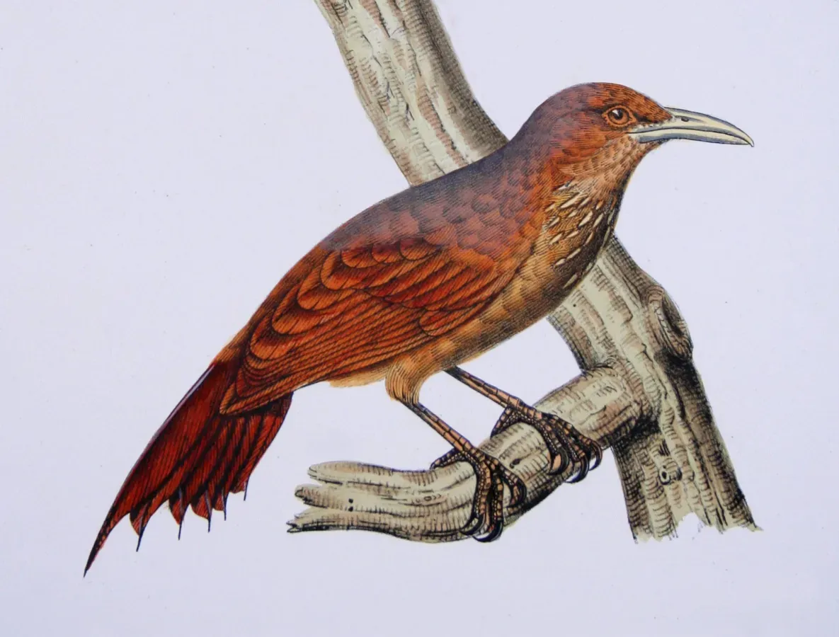 File:Dendrexetastes rufigula Castelnau.jpg