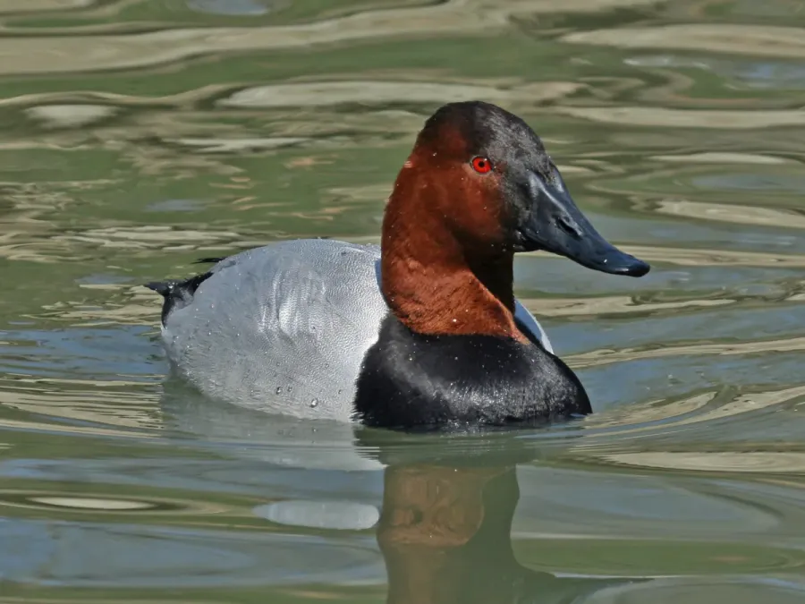 File:Canvasaback (Aythya valisineria) RWD3.jpg