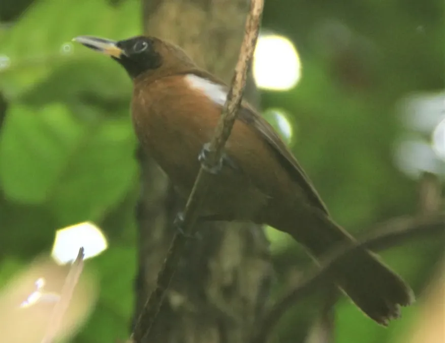 File:Clytorhynchus hamlini imported from iNaturalist photo 23318851 on 3 April 2021 (cropped).jpg