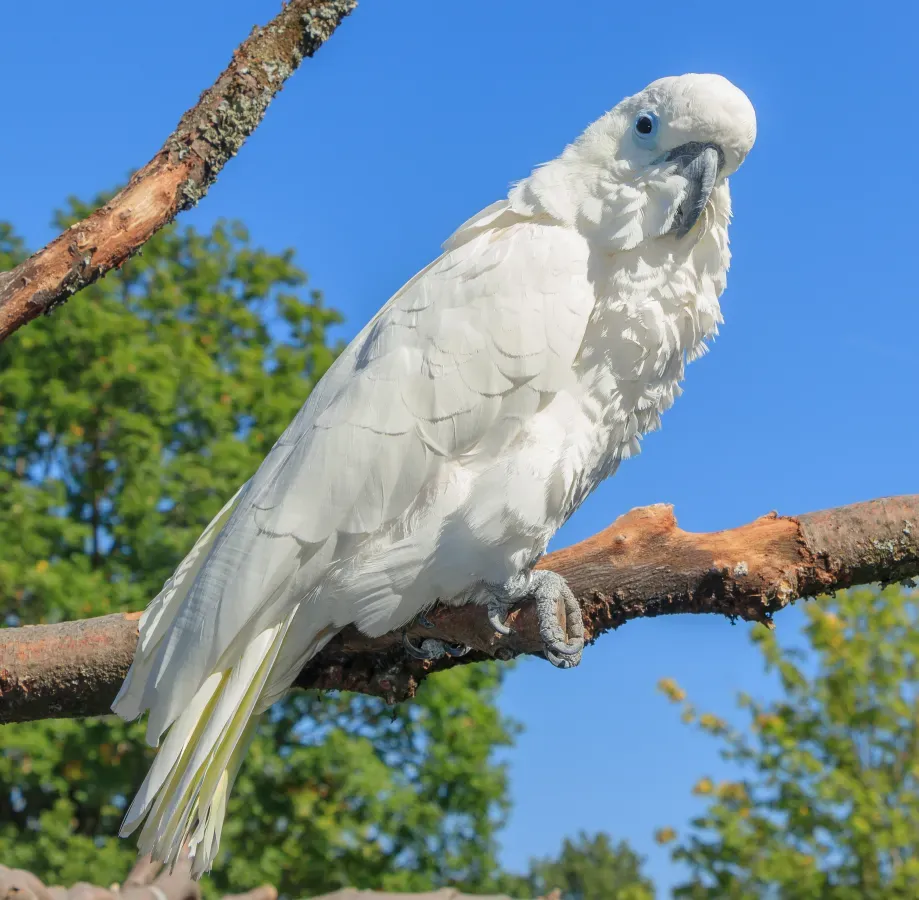File:Cacatua galerita - Vogelburg Weilrod 03.jpg