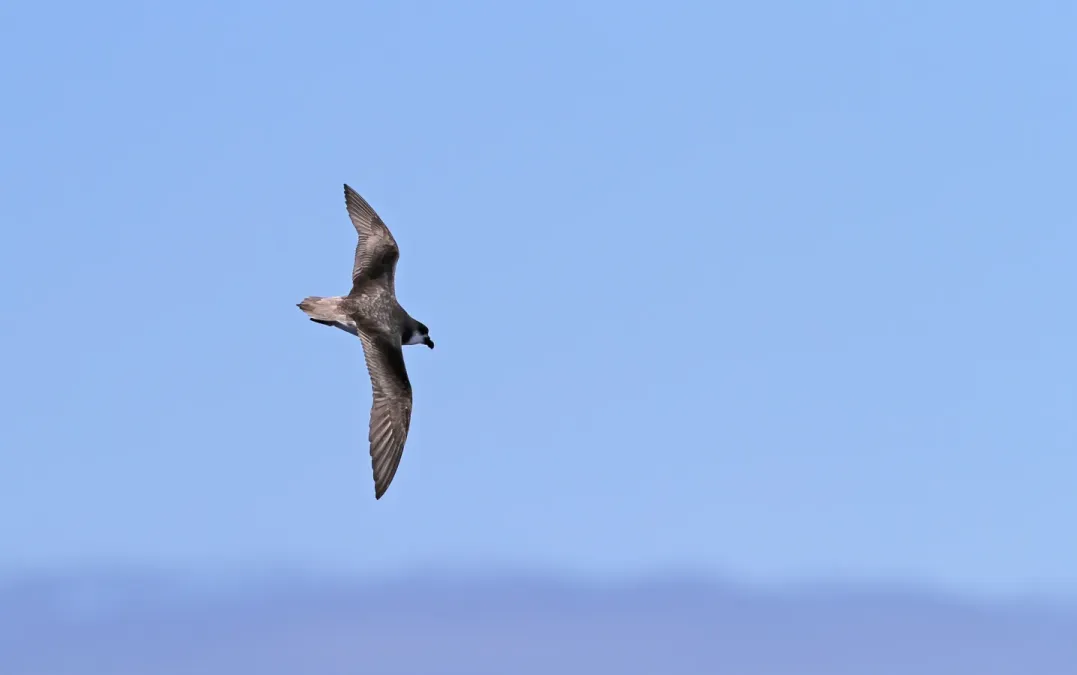 File:Pterodroma feae deserta 92954534.jpg