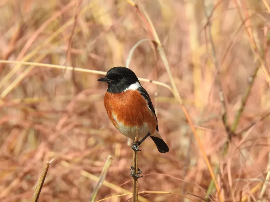 File:Saxicola torquatus stonei, Rietvlei, Pretoria, South Africa.jpg