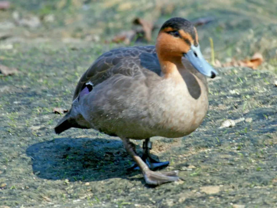 File:Philippine Duck (Anas luzonica) RWD2.jpg