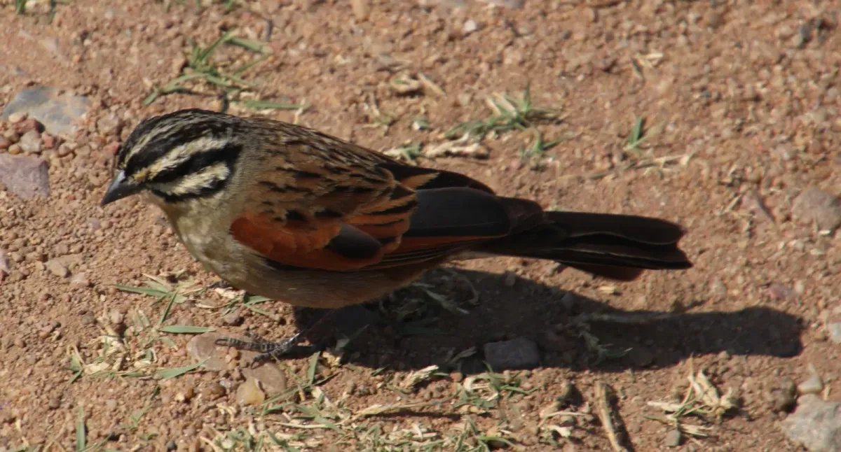 File:Emberiza capensis ssp. limpopoensis.jpg