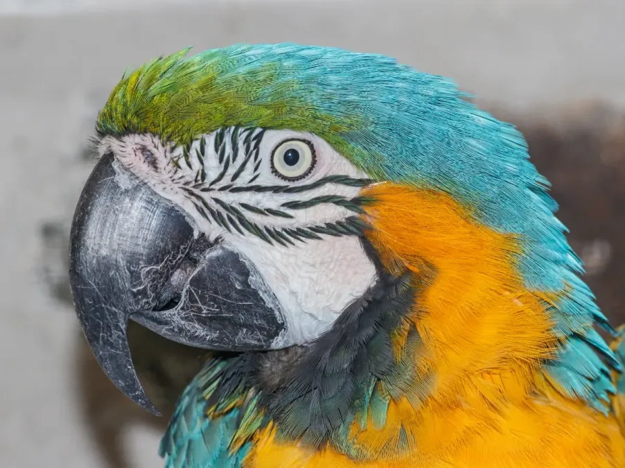 File:Ara ararauna - Vogelburg Weilrod 01.jpg