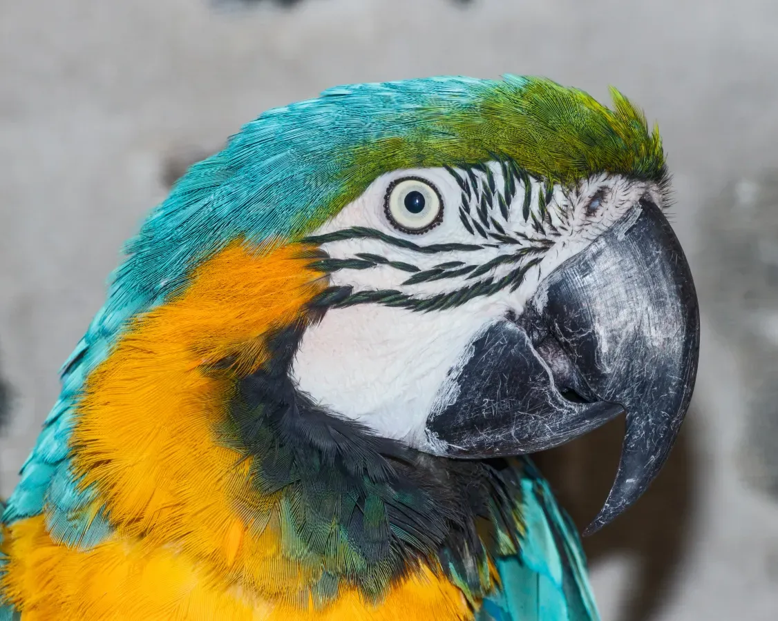 File:Ara ararauna - Vogelburg Weilrod 02.jpg