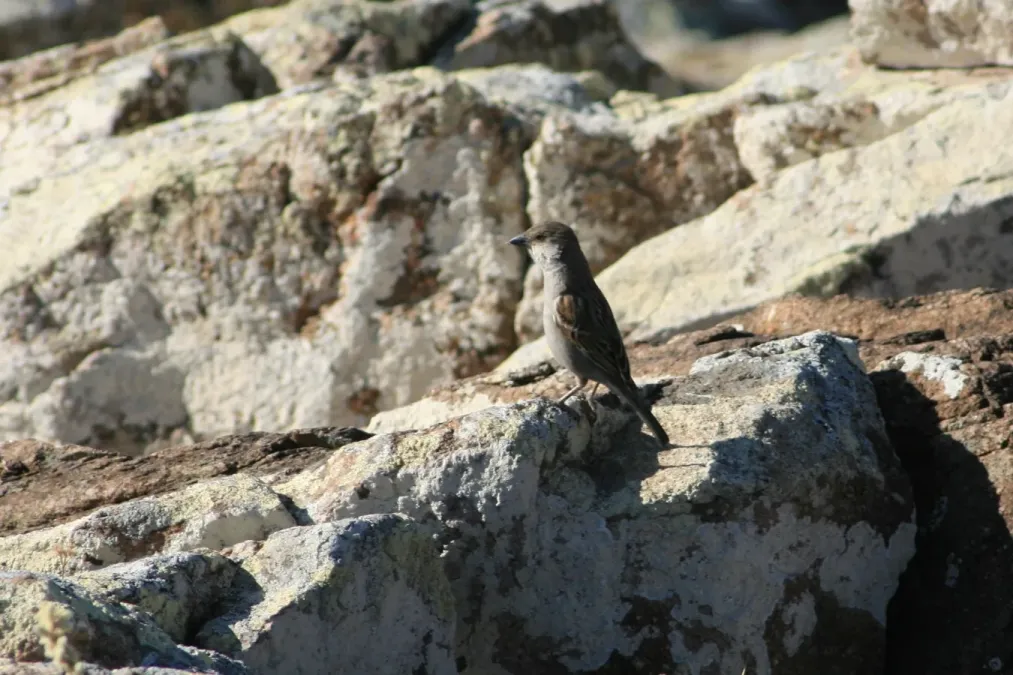 File:Passer insularis 88513479.jpg