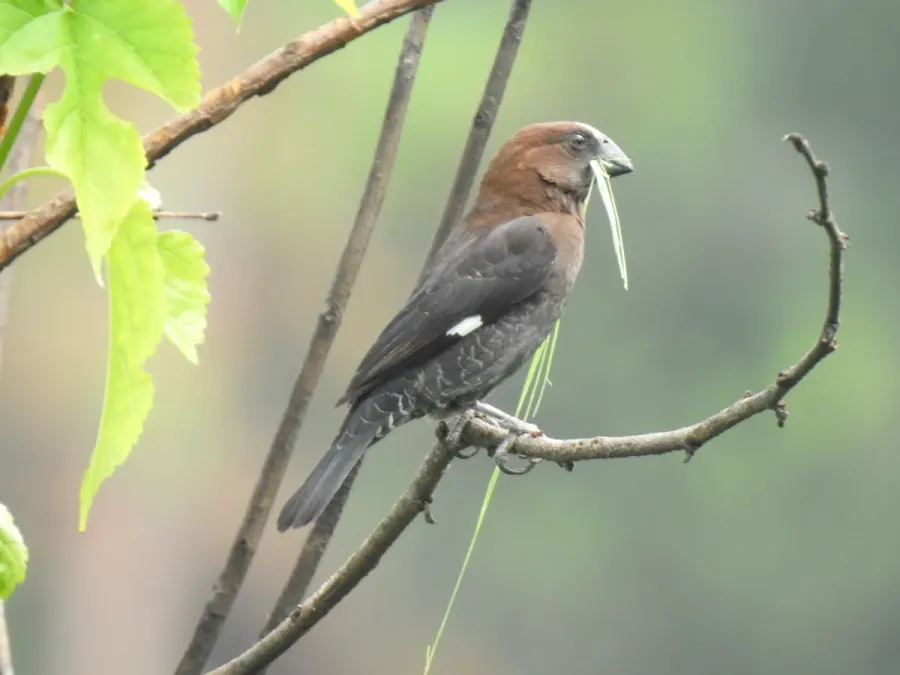 File:Amblyospiza albifrons ssp. woltersi.jpg