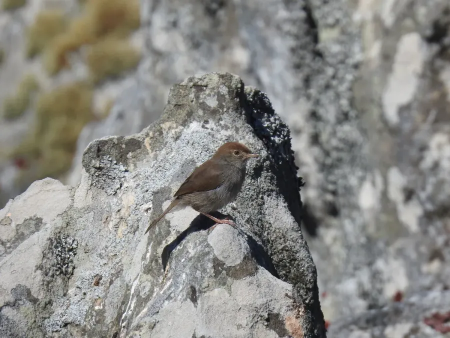 File:Cisticola fulvicapilla ssp. silberbauer.jpg