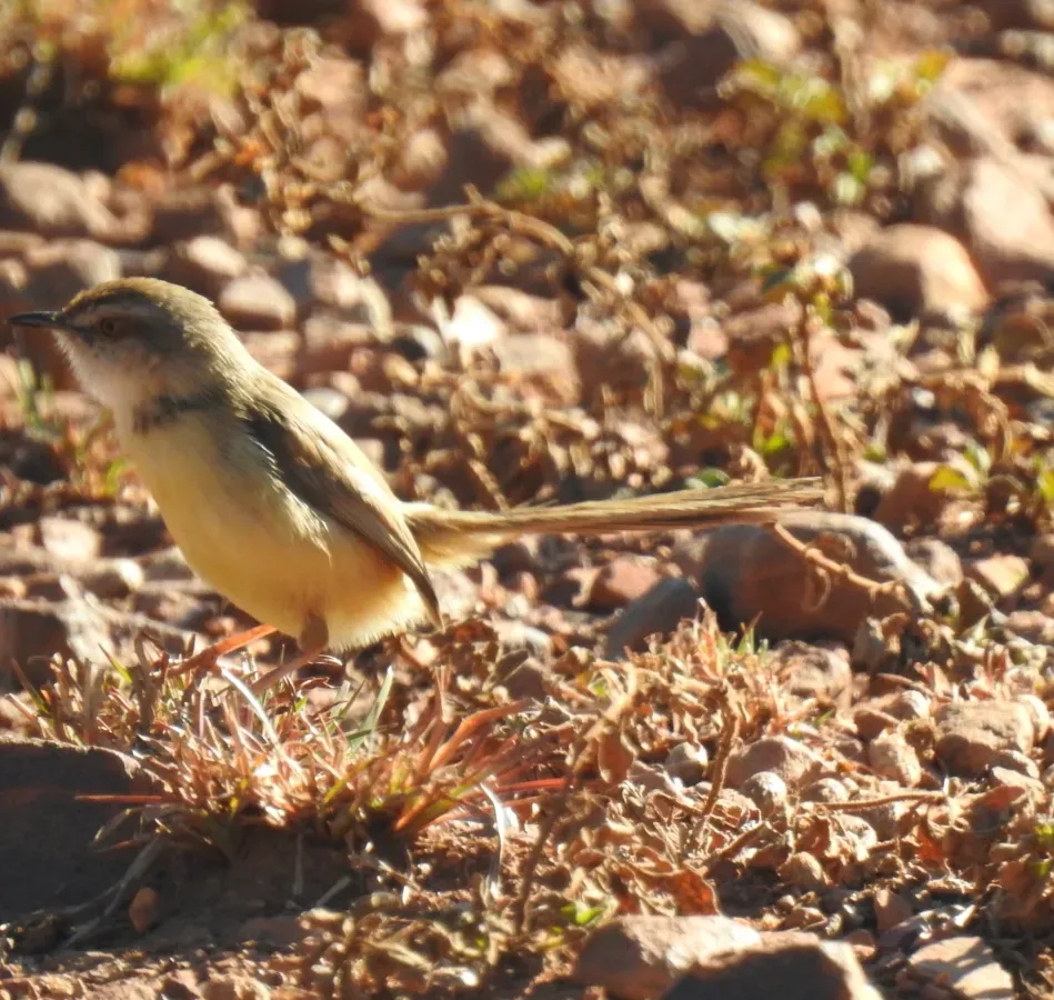 File:Prinia flavicans ssp. nubilosa.jpg