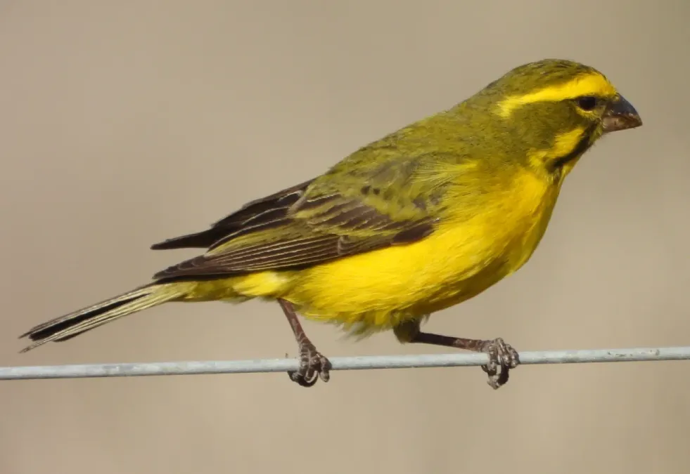 File:Crithagra flaviventris ssp. flaviventris.jpg