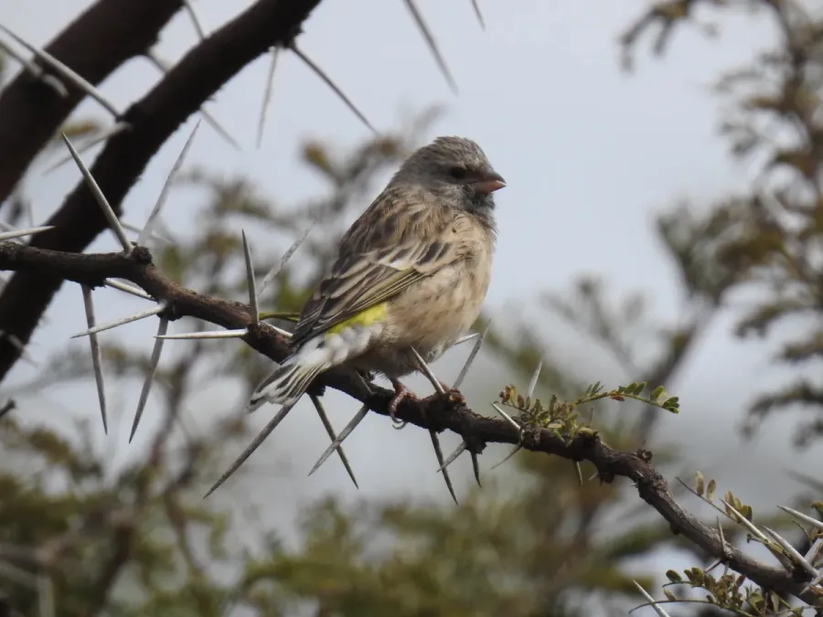 File:Crithagra atrogularis ssp. atrogularis.jpg