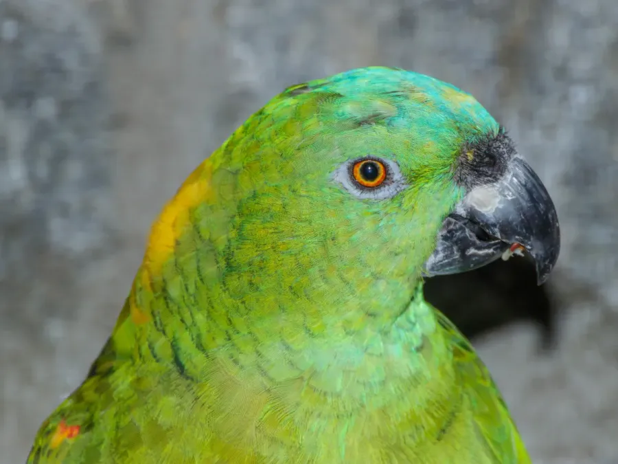 File:Amazona auropalliata - Vogelburg Weilrod 01.jpg