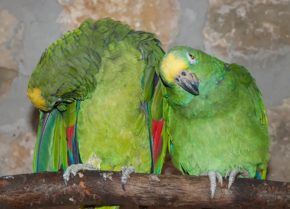 File:Amazona ochrocephala - Vogelburg Weilrod 01.jpg