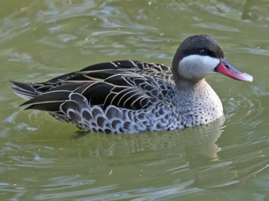 File:Red-billed Pintail (Anas erythrorhyncha) RWD1.jpg