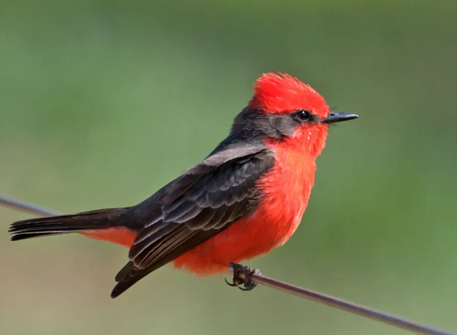 File:Pyrocephalus rubinus -Piraju, Sao Paulo, Brasil -male-8.jpg