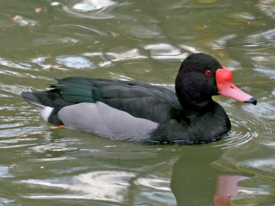File:Rosy-billed Pochard (Netta peposaca) RWD.jpg