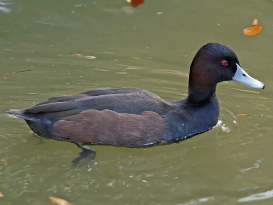 File:Southern Pochard (Netta erythrophthalma) RWD1.jpg