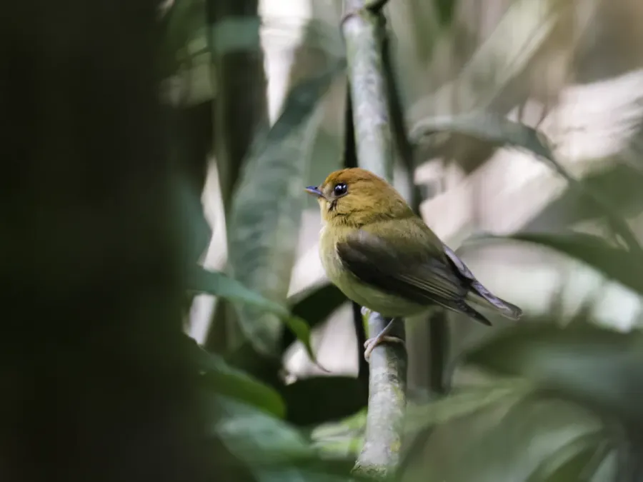 File:Platyrinchus flavigularis - Yellow-throated Spadebill.jpg
