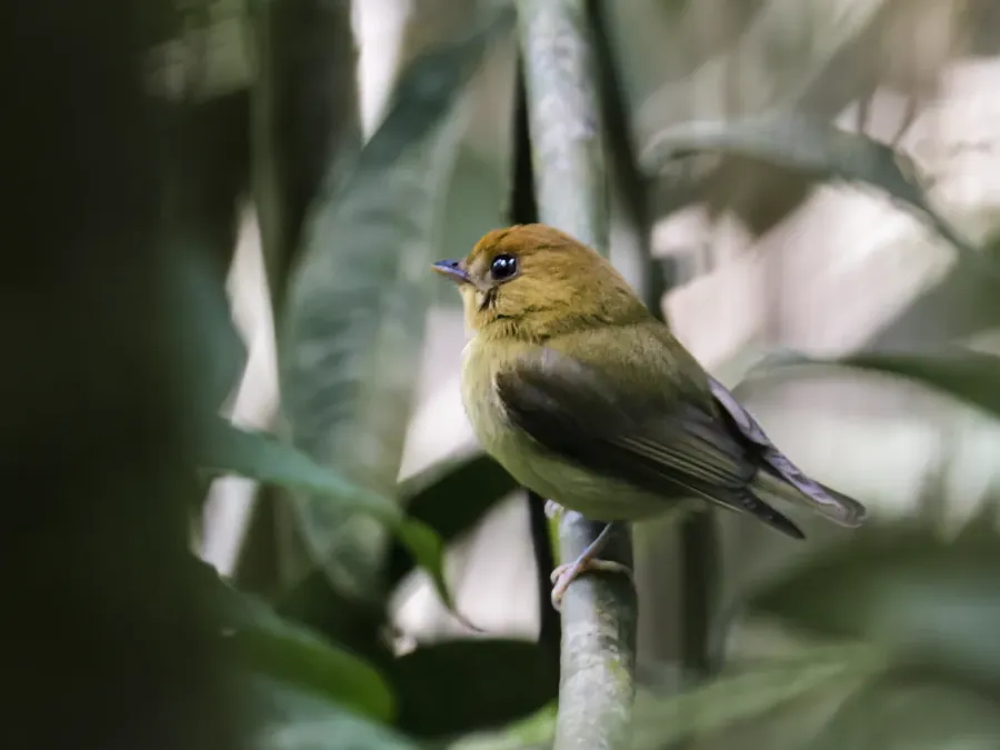 File:Platyrinchus flavigularis - Yellow-throated Spadebill (cropped).jpg