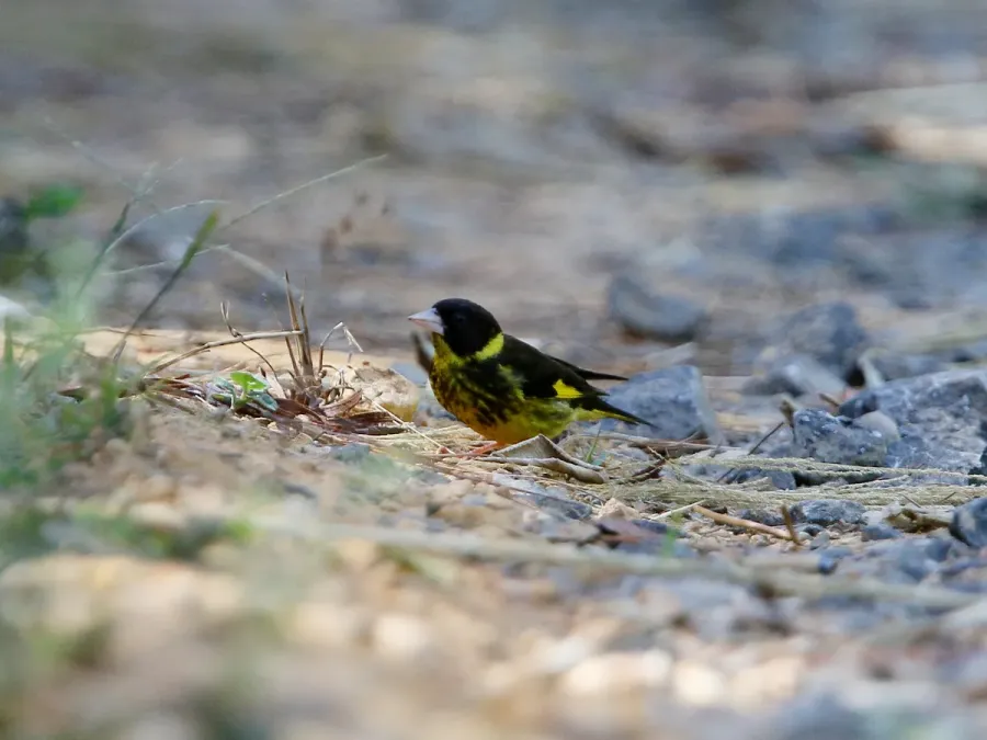 File:Chloris monguilloti, Gung Ré, Di Linh, Lâm Đồng, Vietnam 02.jpg