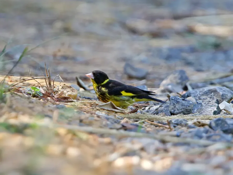 File:Chloris monguilloti, Gung Ré, Di Linh, Lâm Đồng, Vietnam 03.jpg