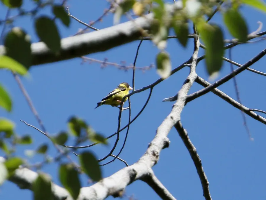 File:Chloris monguilloti, Gung Ré, Di Linh, Lâm Đồng, Vietnam 06.jpg