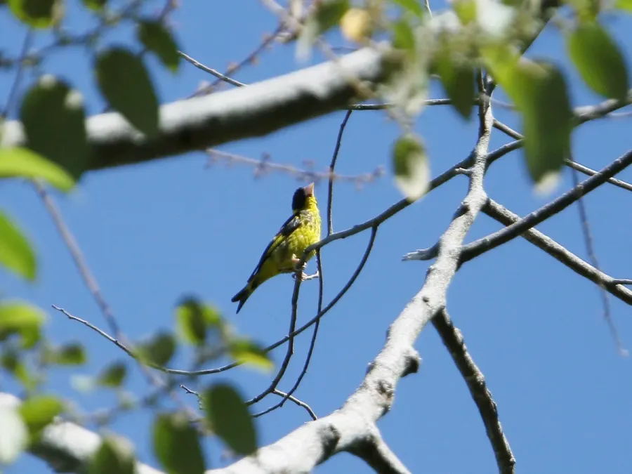 File:Chloris monguilloti, Gung Ré, Di Linh, Lâm Đồng, Vietnam 07.jpg