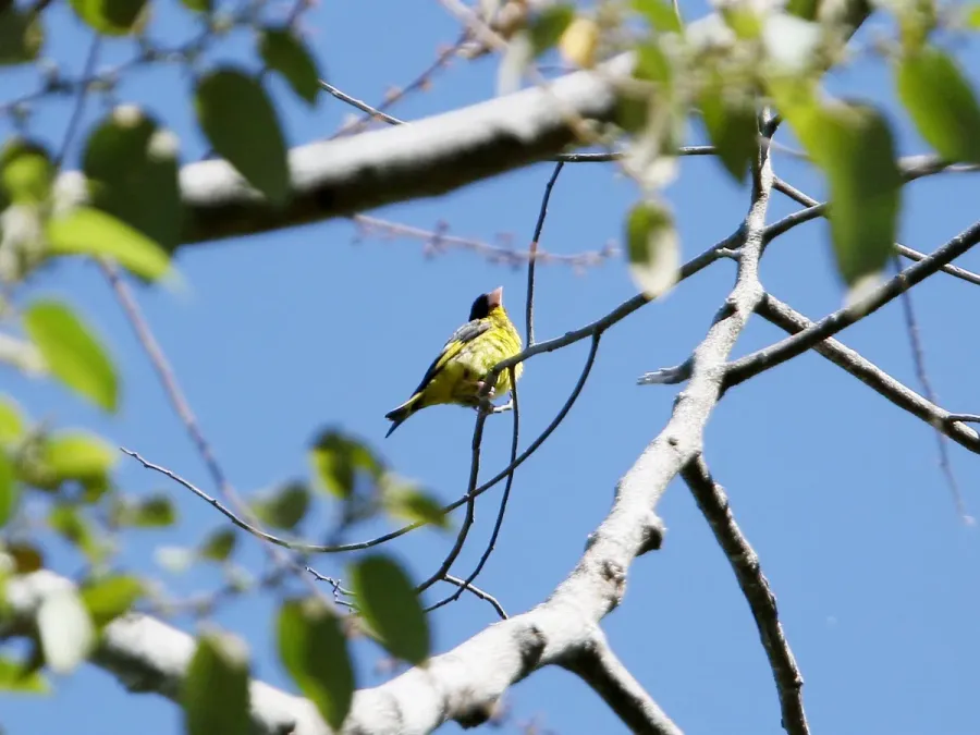 File:Chloris monguilloti, Gung Ré, Di Linh, Lâm Đồng, Vietnam 09.jpg