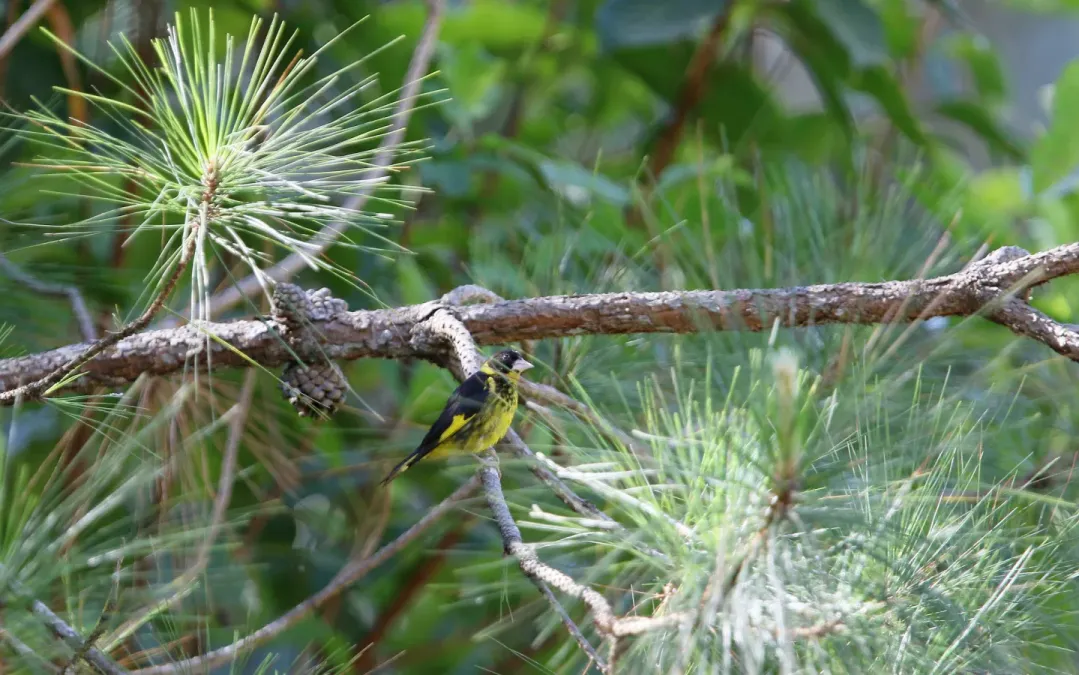 File:Chloris monguilloti, Gung Ré, Di Linh, Lâm Đồng, Vietnam 10.jpg