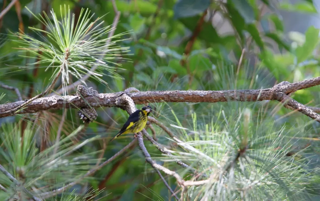 File:Chloris monguilloti, Gung Ré, Di Linh, Lâm Đồng, Vietnam 11.jpg