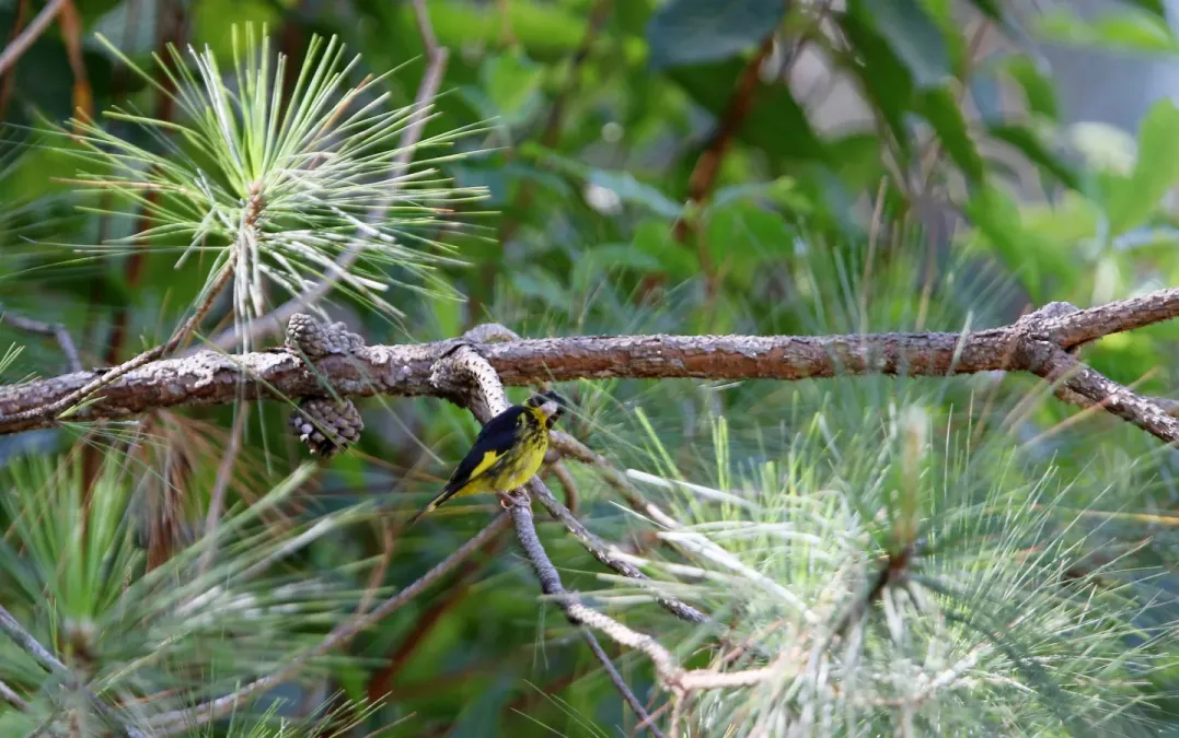 File:Chloris monguilloti, Gung Ré, Di Linh, Lâm Đồng, Vietnam 12.jpg