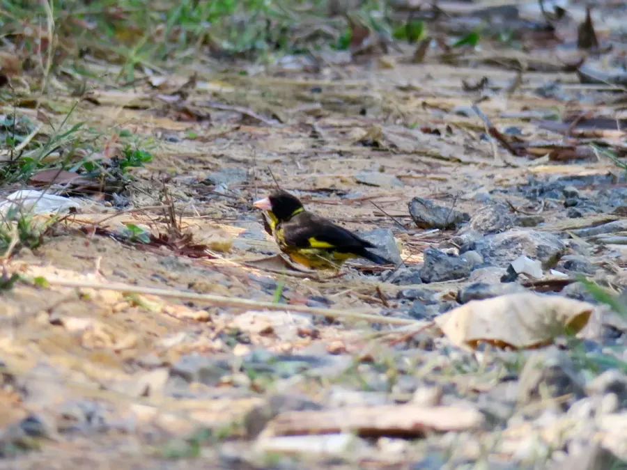 File:Chloris monguilloti, Gung Ré, Di Linh, Lâm Đồng, Vietnam 05.jpg