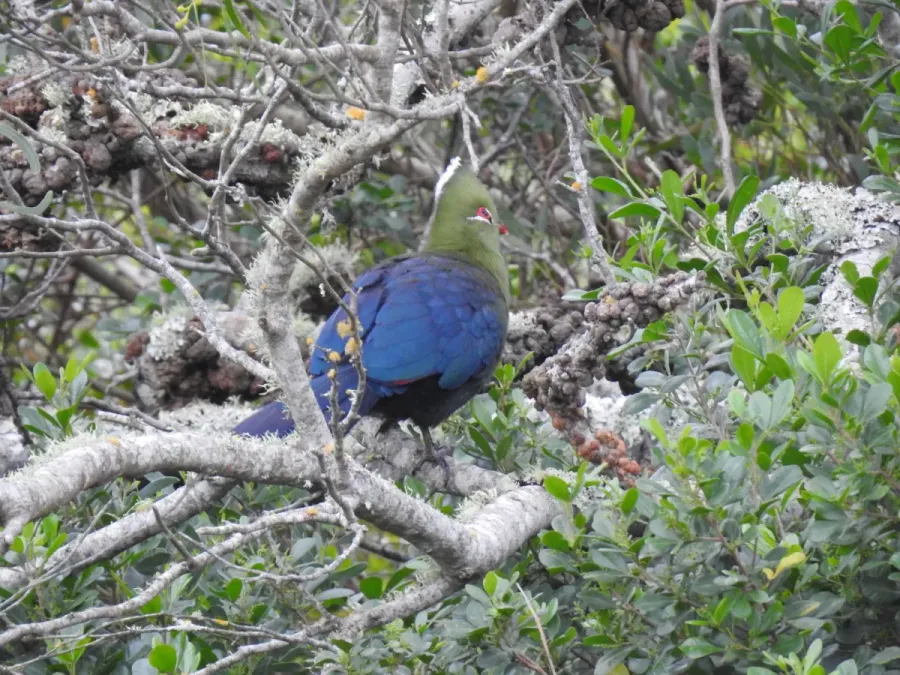 File:Tauraco corythaix corythaix 148528805.jpg